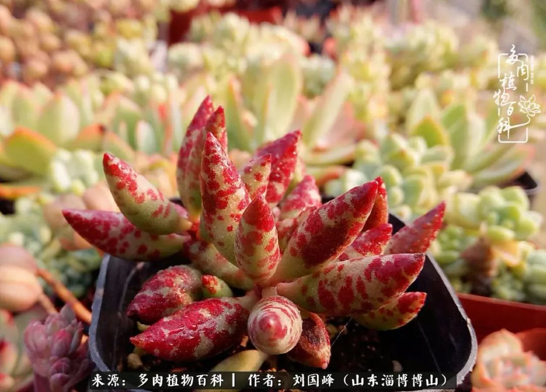 夏季多肉褪色前后对比,聊聊多肉夏季如何防护