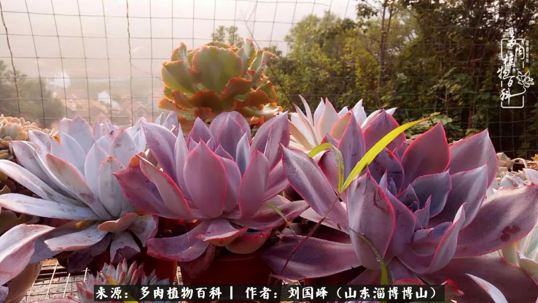 夏季多肉褪色前后对比,聊聊多肉夏季如何防护