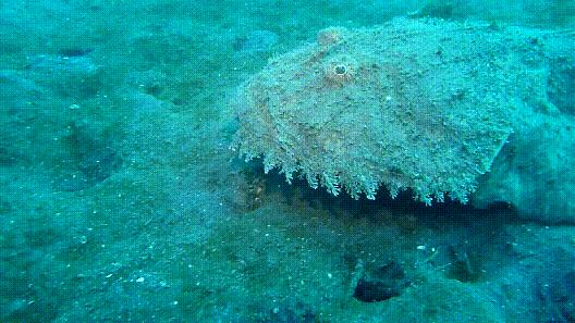 海鲜市场纯天然的7种鱼,水产市场什么鱼可以回家养