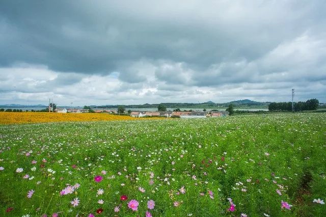 惊艳！花仙子这片向日葵花海盛情绽放！你去看了吗？