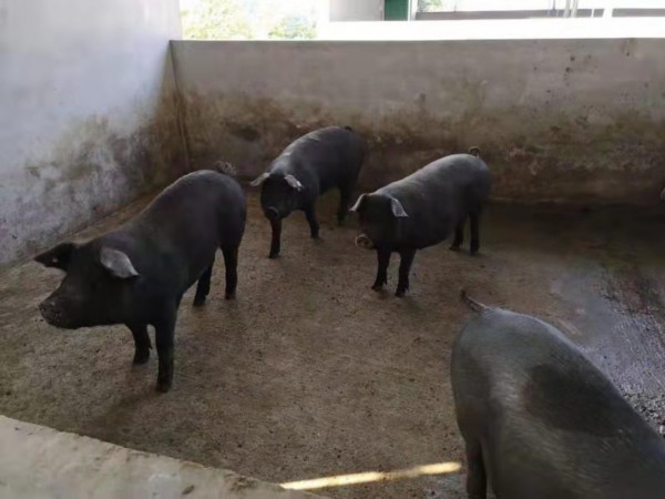 薯立方红薯种植基地,薯立方管理有限公司怎么样