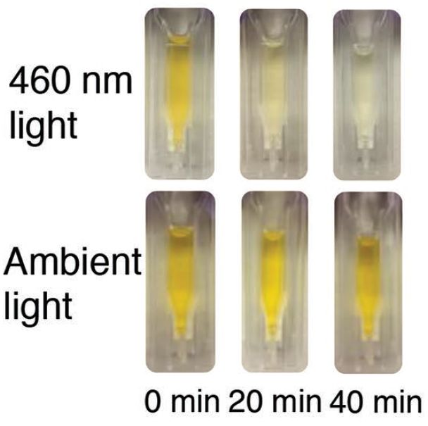金色葡萄球菌感染会死吗,金色葡萄球菌感染有危险吗