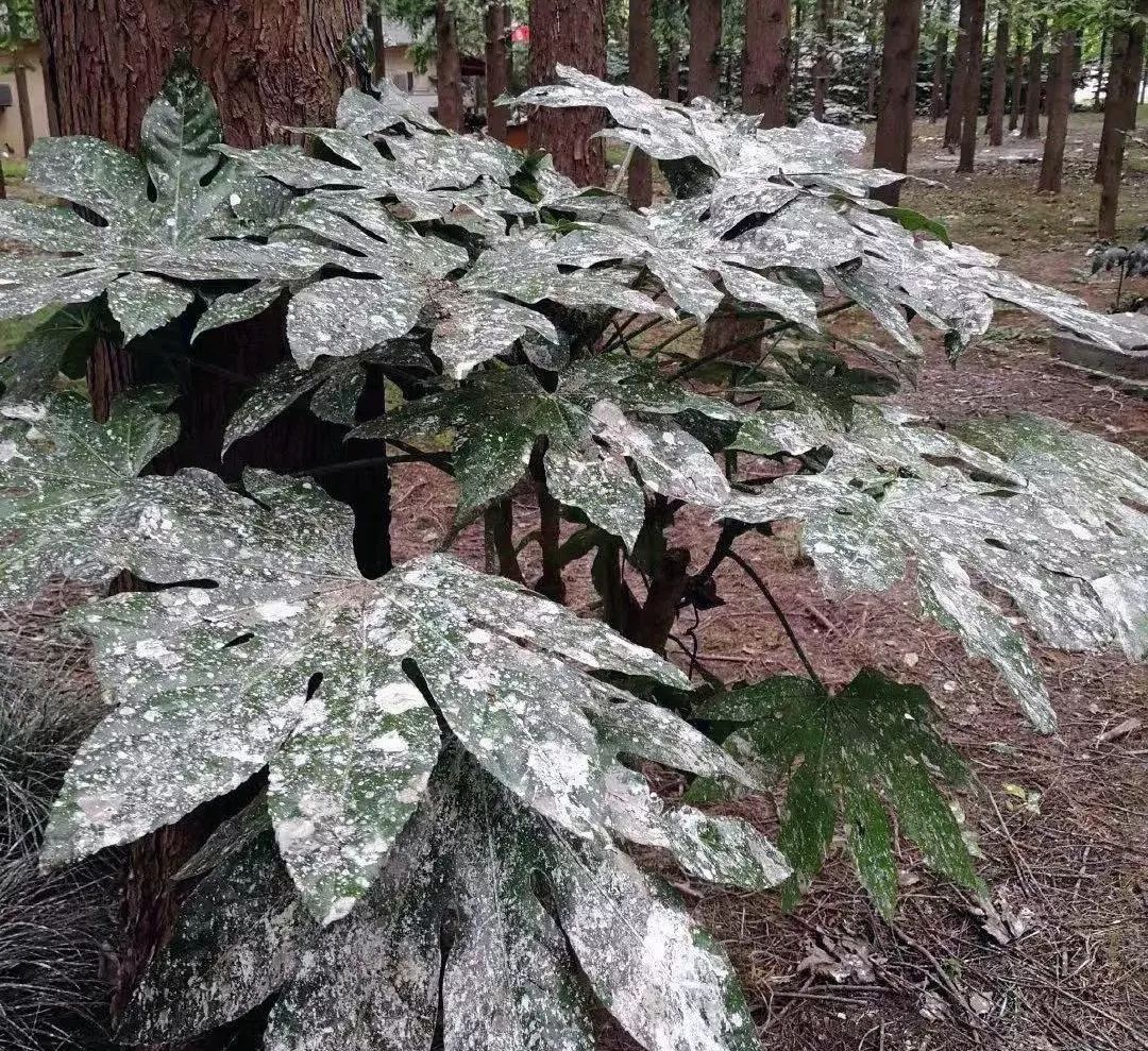 鸟屎为什么是白色的,鸟屎为什么有各种颜色
