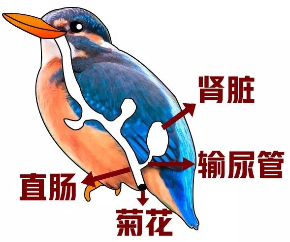 鸟屎为什么是白色的,鸟屎为什么有各种颜色