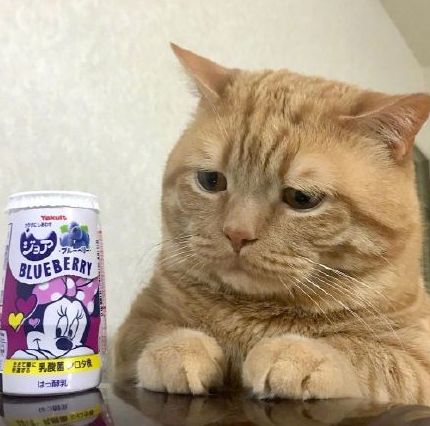 日本小丧猫凭“厌世脸”火遍全网,30w网友心都被萌化了…