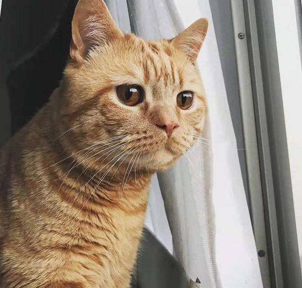 日本小丧猫凭“厌世脸”火遍全网,30w网友心都被萌化了…