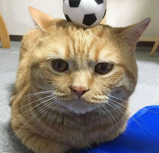 日本小丧猫凭“厌世脸”火遍全网,30w网友心都被萌化了…