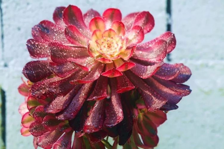 法师主根黑腐了怎么办,法师黑腐还能救活吗