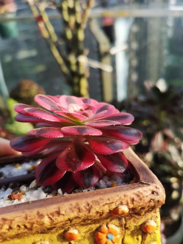 法师主根黑腐了怎么办,法师黑腐还能救活吗