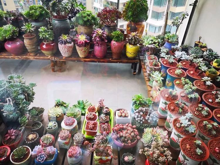 法师黑腐是什么原因,法师叶子黑腐是咋回事