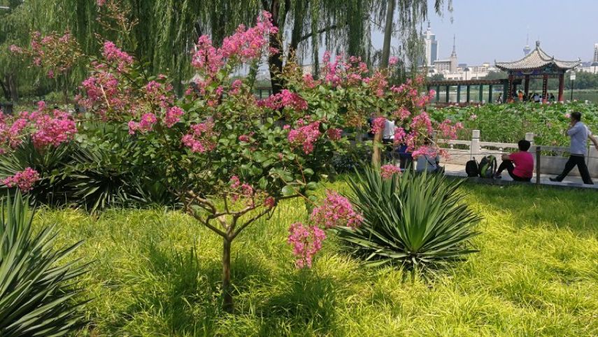 科普|七月最“火”园林树木排行榜