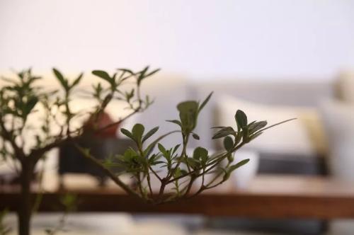 青舍行走|大城隐士张军的「自在」路