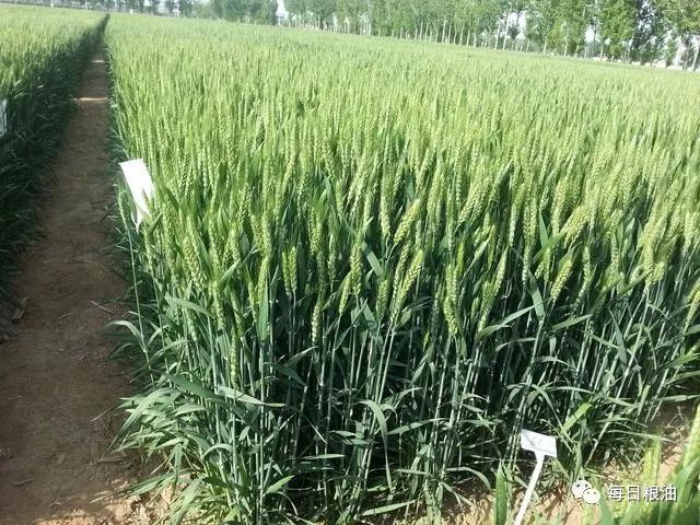 9月份最新小麦价格,2023年九月份小麦价格