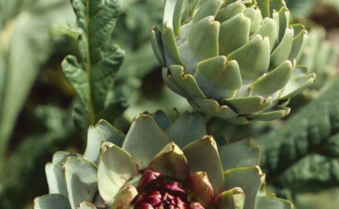 被虚假友情蒙蔽的“绿叶妹”，如今事业开挂反成“真公主”