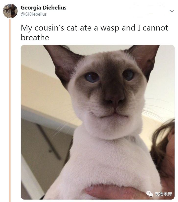 猫咪误吃虫子一直流口水,猫咪被黄蜂蛰了有什么反应