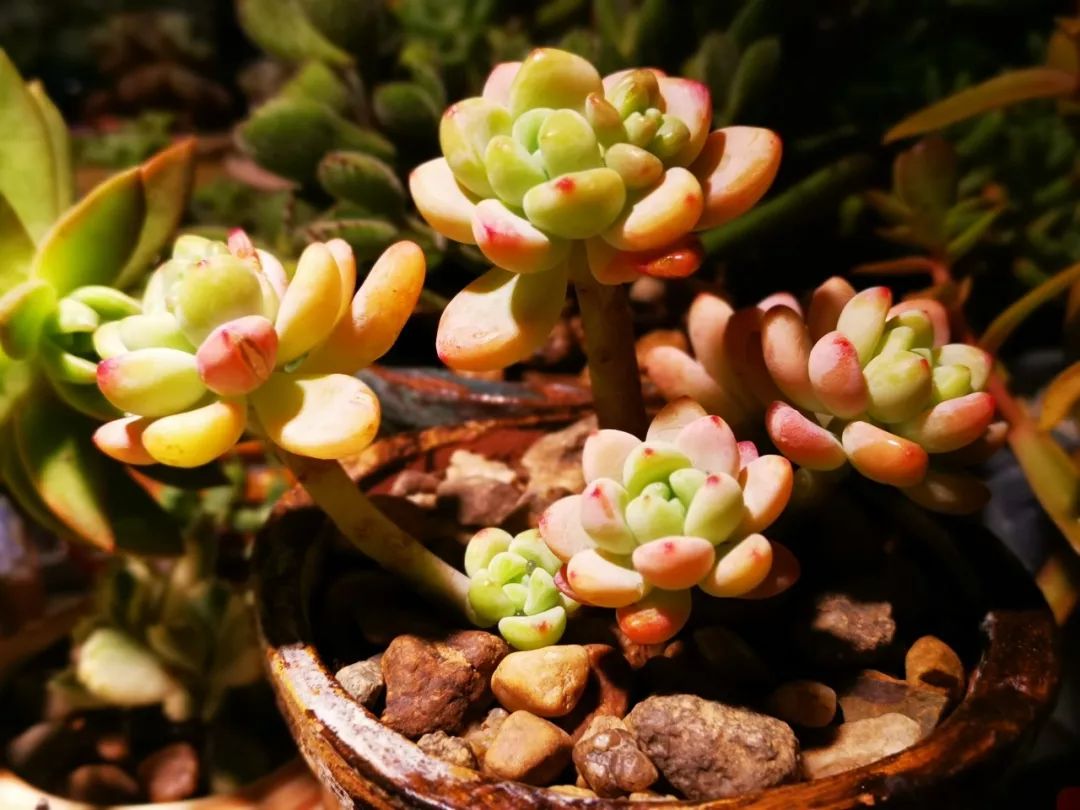 我的阳台“肉园”，看着它们，亦可醉生梦死了