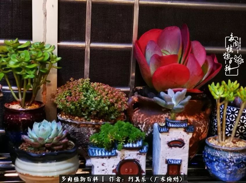 我的阳台“肉园”，看着它们，亦可醉生梦死了