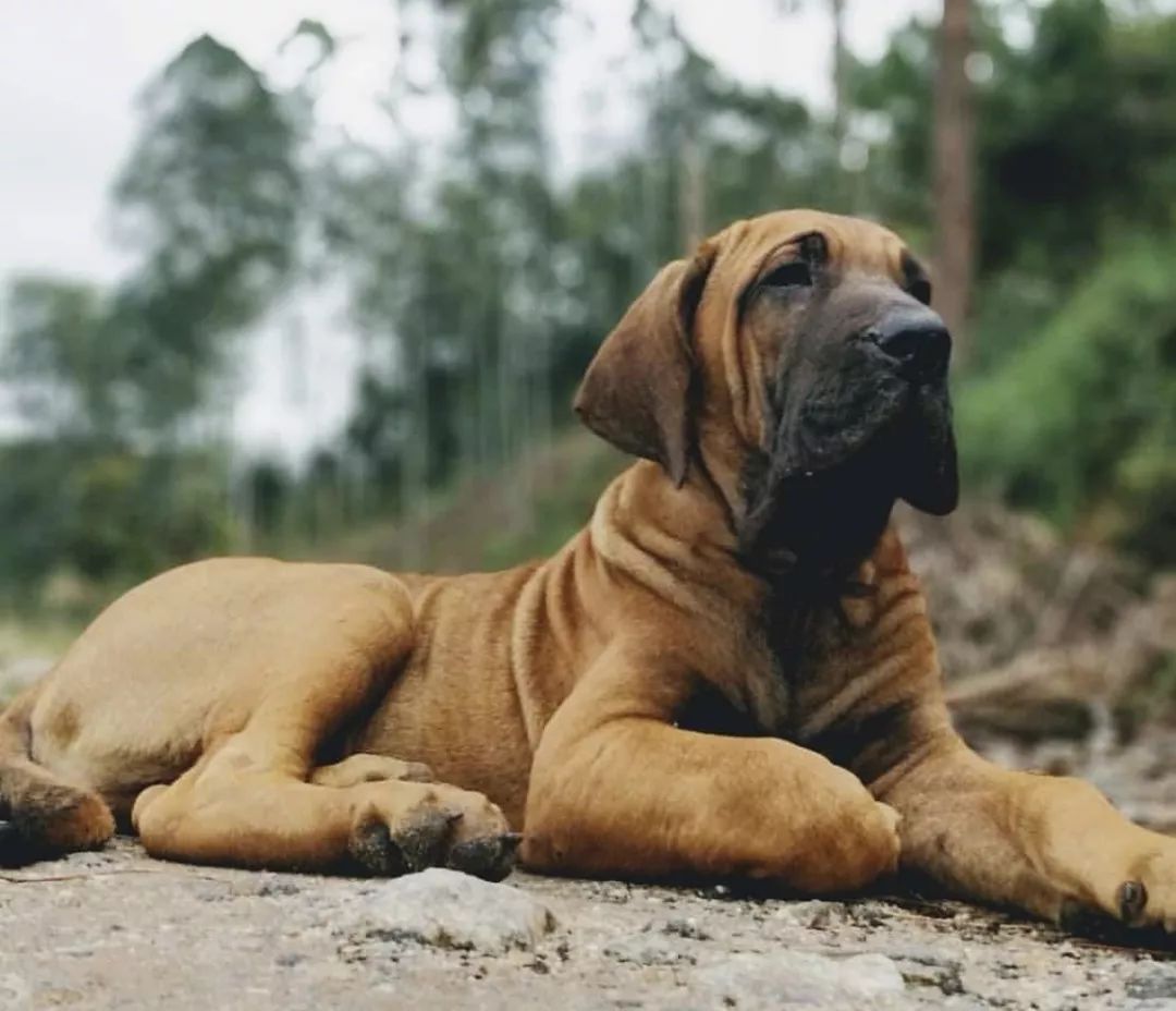 12种爱犬领你参观它们的老家