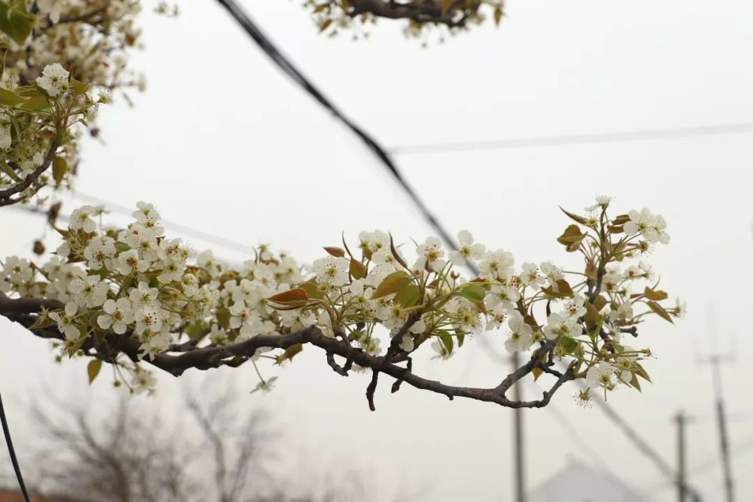阳信鸭梨的历史,鸭梨成长日记