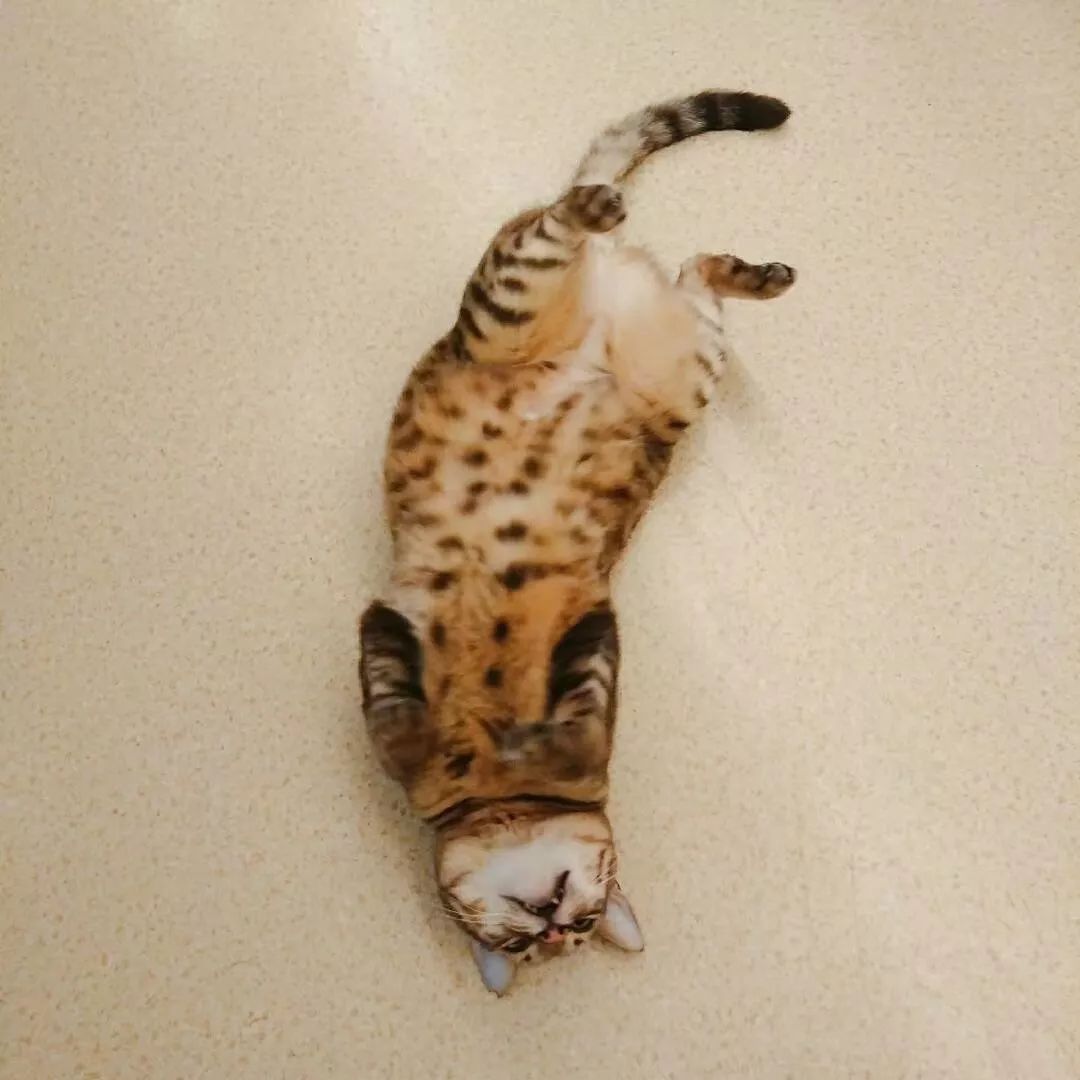 我用了19年，终于读懂了猫的情绪