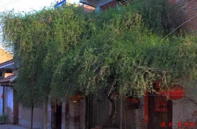 单县最值得去的地方,单县值得去的地方