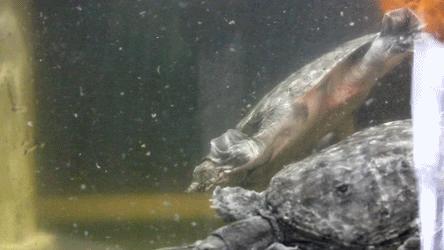 1元/只海白虾,2.8元/只鲍鱼,3.8元/只碳烤生蚝!啤酒喝一瓶还送一瓶!这家人气平价海鲜火锅老店让你嗨翻整个今夏