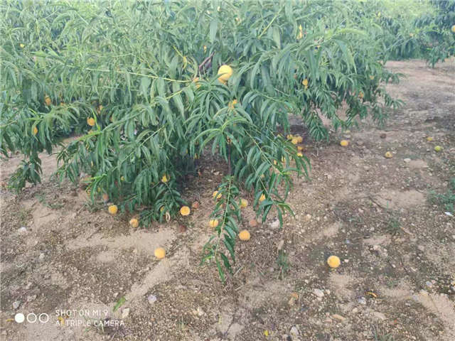 桃子滞销果农求助视频,岭下村鲜桃滞销