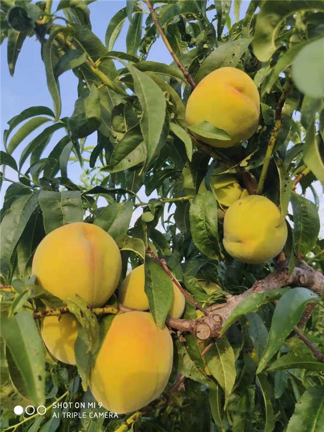 桃子滞销果农求助视频,岭下村鲜桃滞销