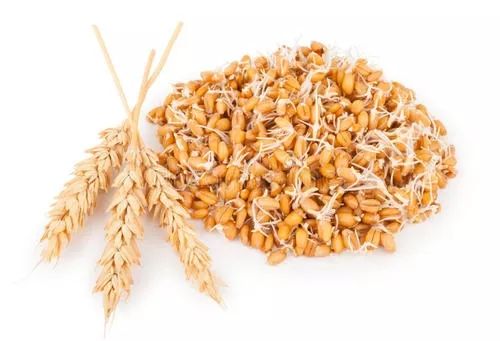 麦芽回奶是正确的方法,麦芽回奶全过程