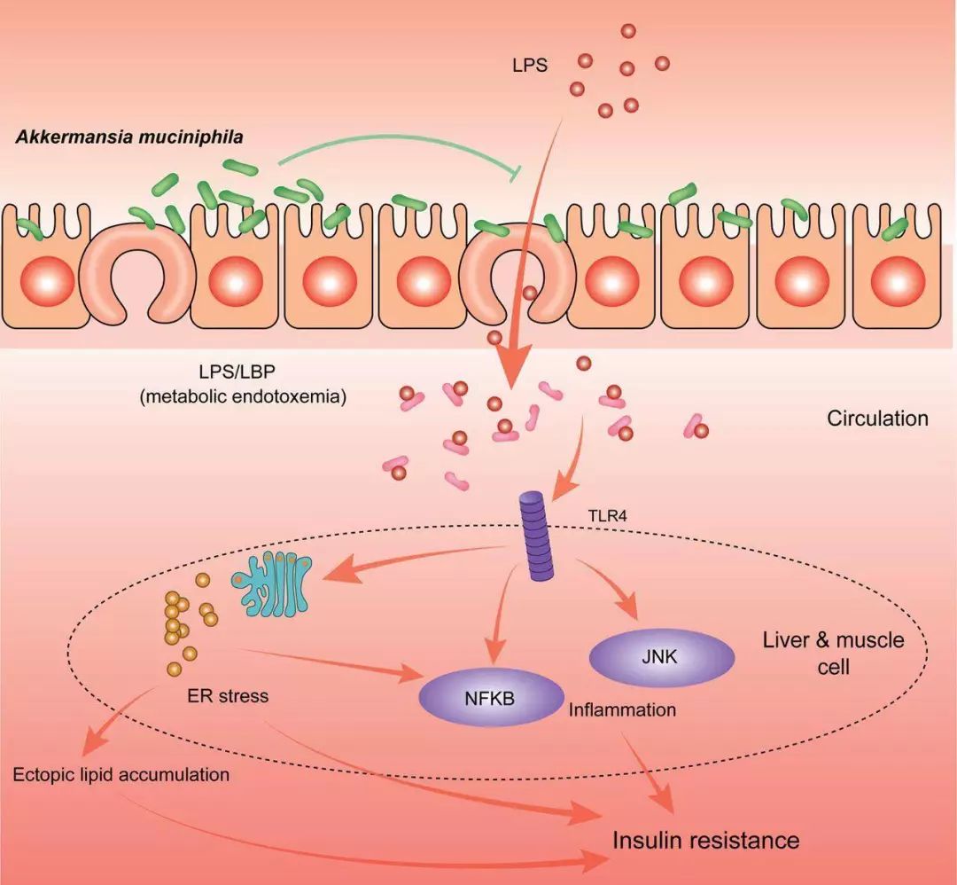 akk益生菌,益生菌akk瘦子菌推荐