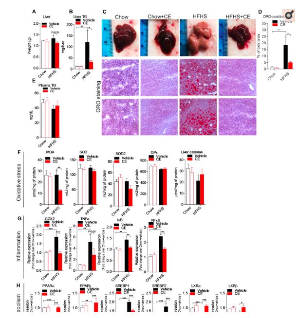 akk益生菌,益生菌akk瘦子菌推荐