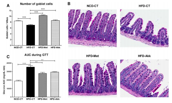 akk益生菌有什么功效,万能益生菌效果怎么样
