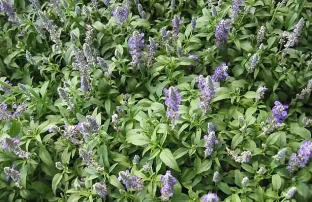 一吹即散的蒲公英图片,一吹就散的蒲公英什么意思