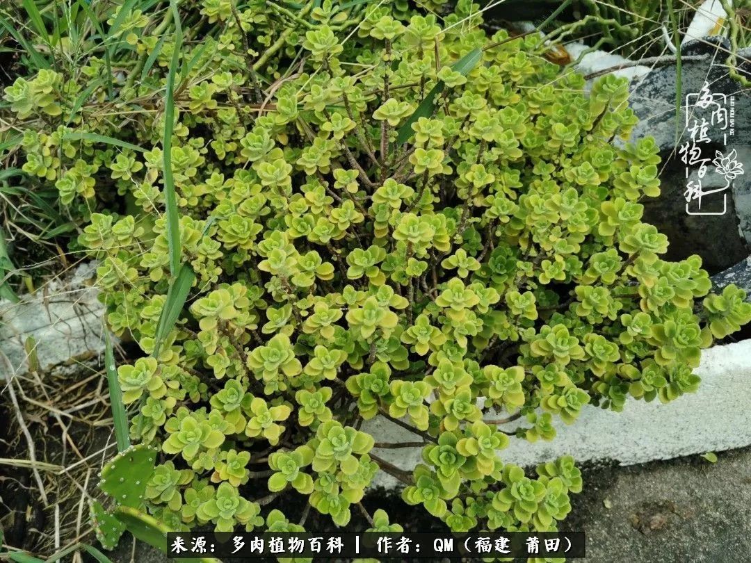 无尽的多肉!陪我走过七年人生之旅