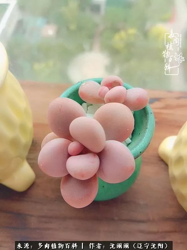 心若向阳无惧晴天,心若向阳不畏风雨