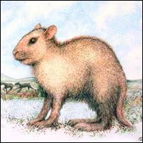 在十二生肖中人类的祖先是指什么,十二生肖的前身都是什么