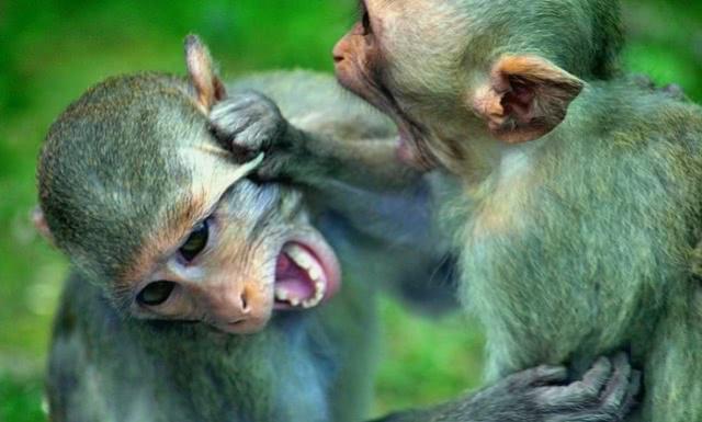 在十二生肖中人类的祖先是指什么,十二生肖的前身都是什么