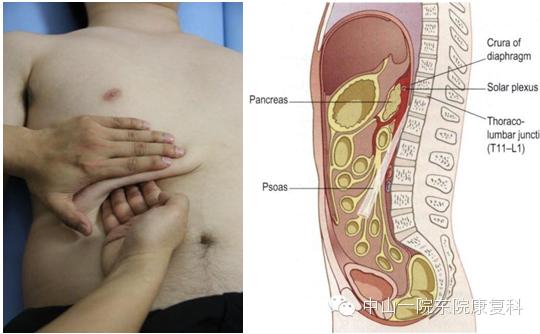 康复治疗技术人体解剖学,12条筋膜链解析及治疗手法