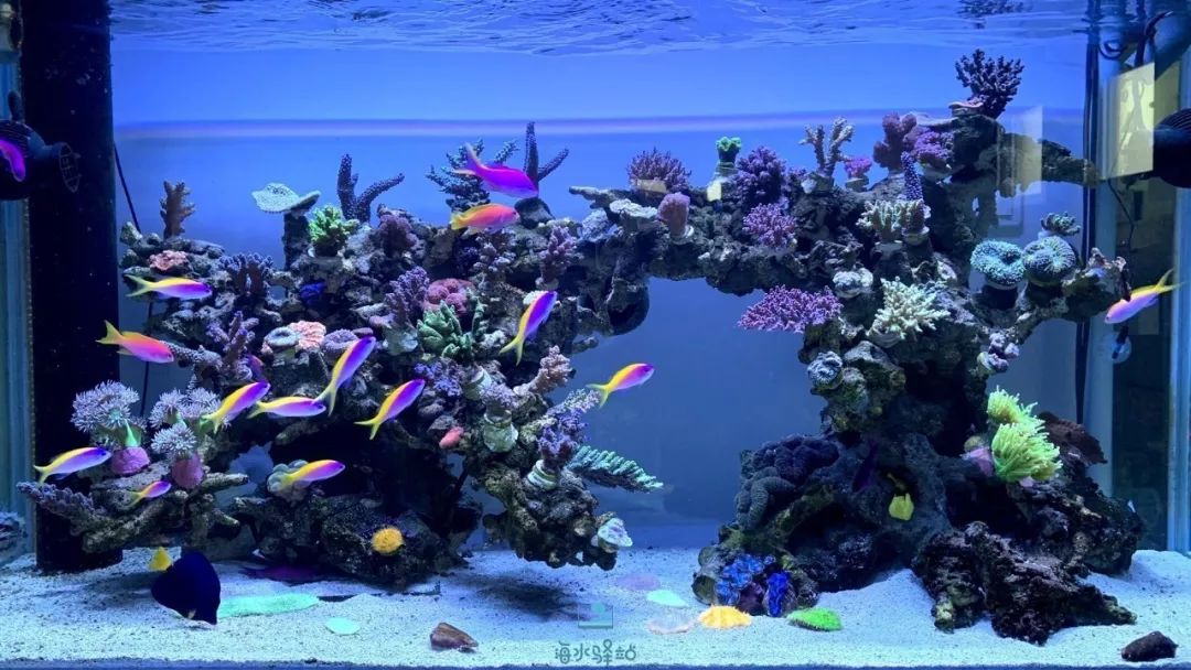 2019年我大学毕业后在日本开个海水店