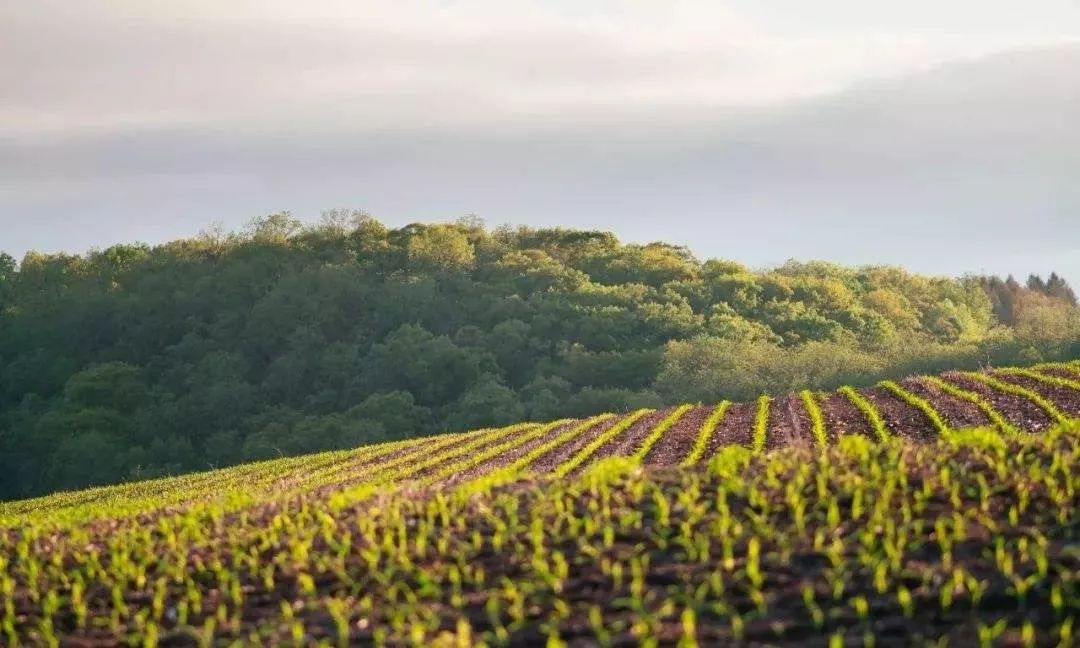 日本最精致农业在哪里,日本农业的精耕