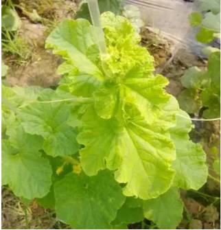 各种药害果实的表现,调节剂药害的症状及解决方法