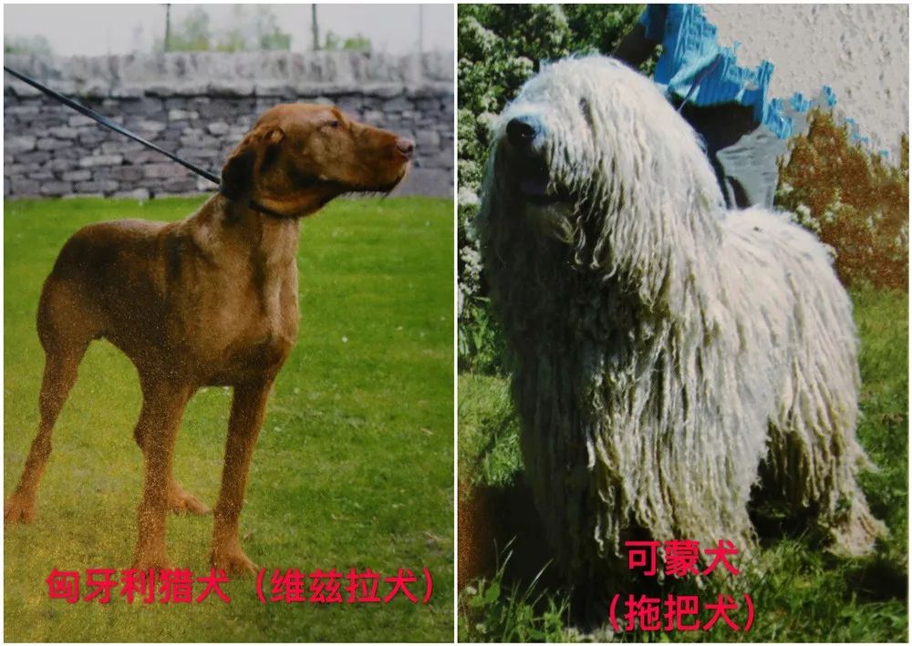 天津烈性犬,天津禁养犬重点管理区域划分