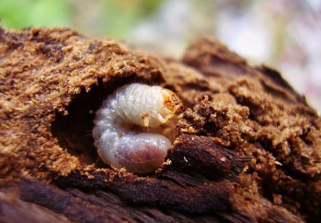 最全蔬菜害虫图谱,蔬菜常见害虫高清图片