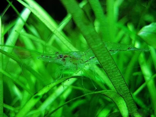 草缸观赏虾品种与养殖,观赏虾哪种在草缸里最好看