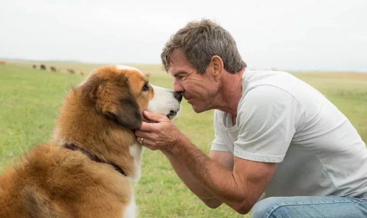 用生命影响生命朗诵央视,用生命影响生命手语朗诵