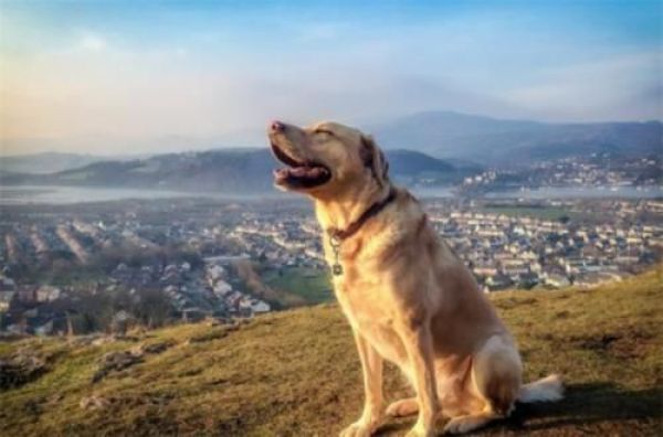 拉布拉多犬优缺点及适合人群,拉布拉多犬优点和缺点是什么