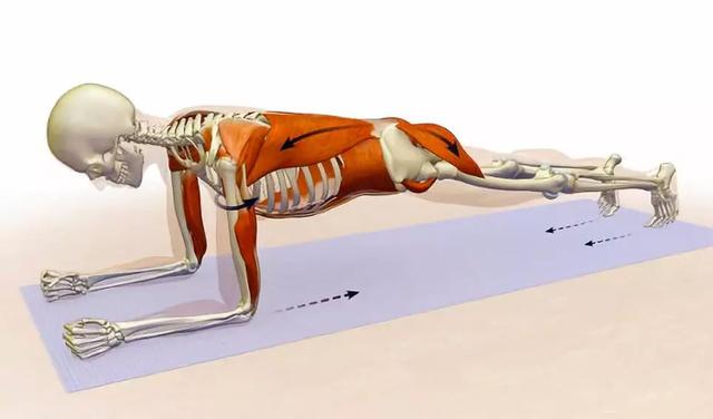 平板支撑可以练腹直肌吗,平板支撑每天练多久合适