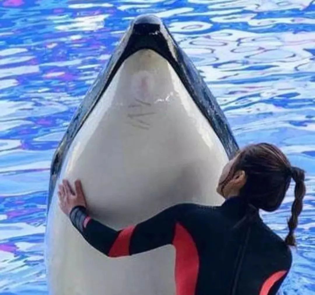 丧心病狂！每帧画面都在捅刀子，多少人忽视了这些人间惨剧…