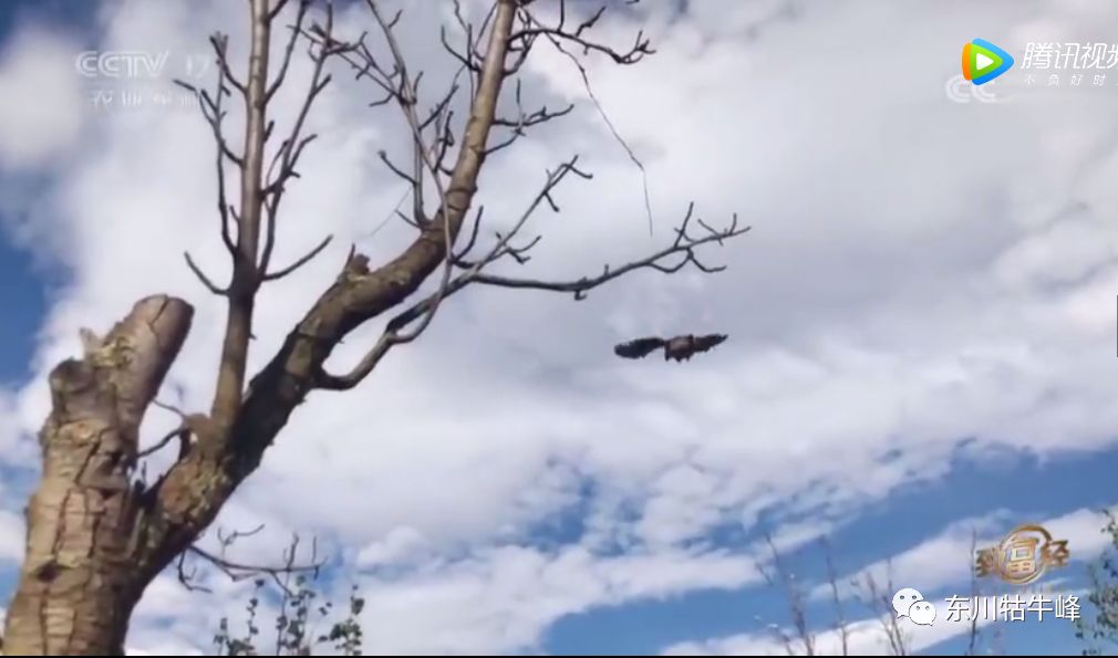 东川茶花仙子今日新闻,东川茶花致富经