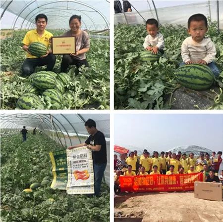 一用就是20多年，这款肥成就一大波种地状元